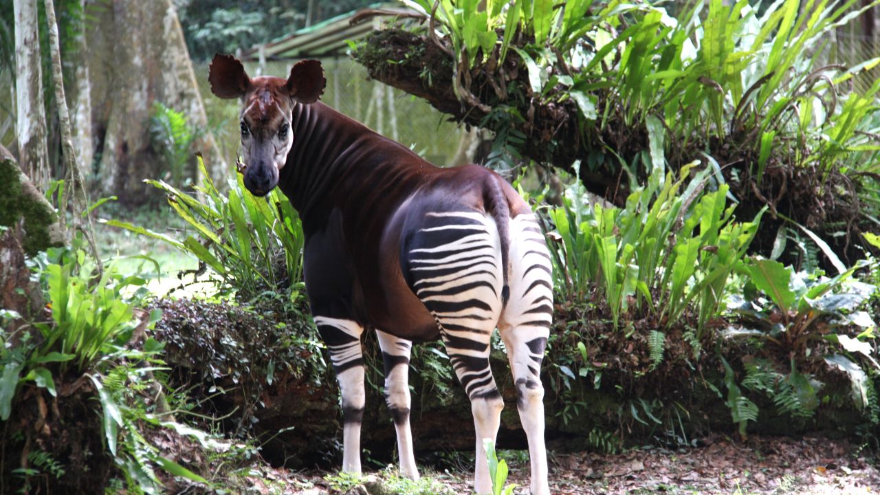 20190116-Okapi-female-in-Epulu
