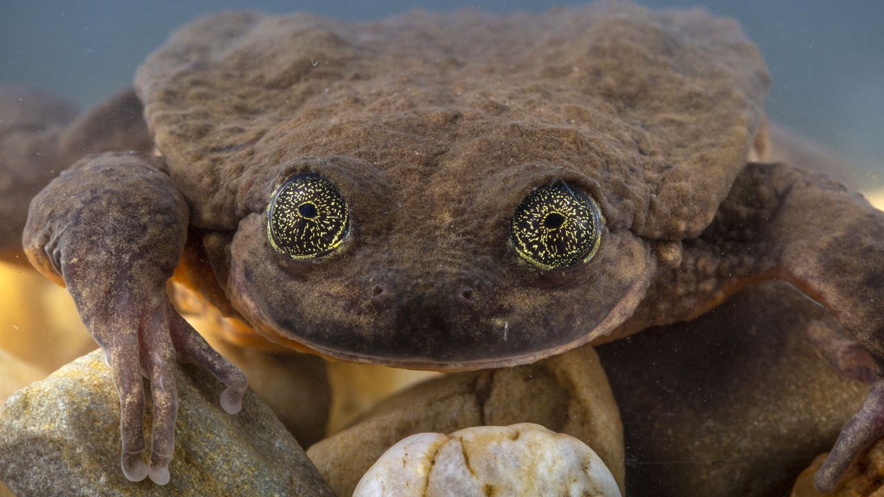 Juliet was found last month in a Bolivian cloud forest.