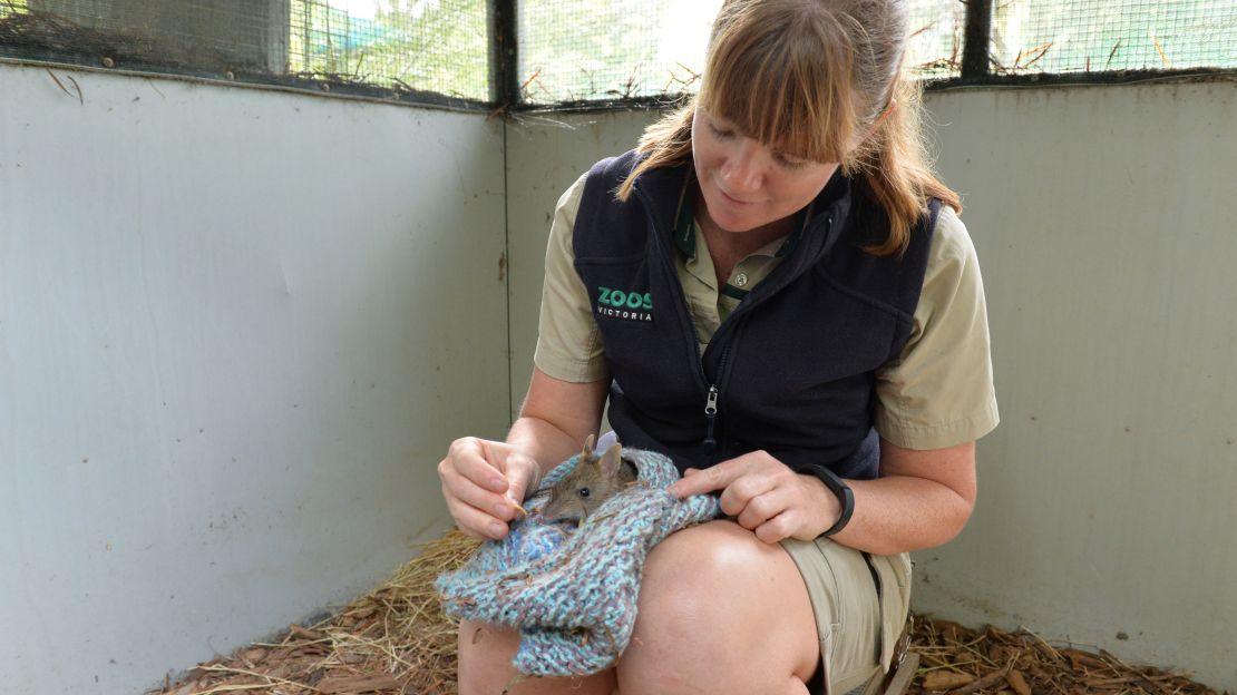 Eastern barred bandicoots, small noctural members of the marsupial family, are hand-reared at the Melbourne Zoo.