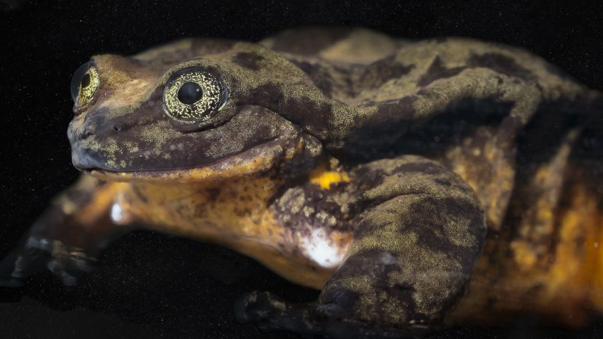 Romeo, the Sehuencas water frog that's been single for 10 years, has found his Juliet.