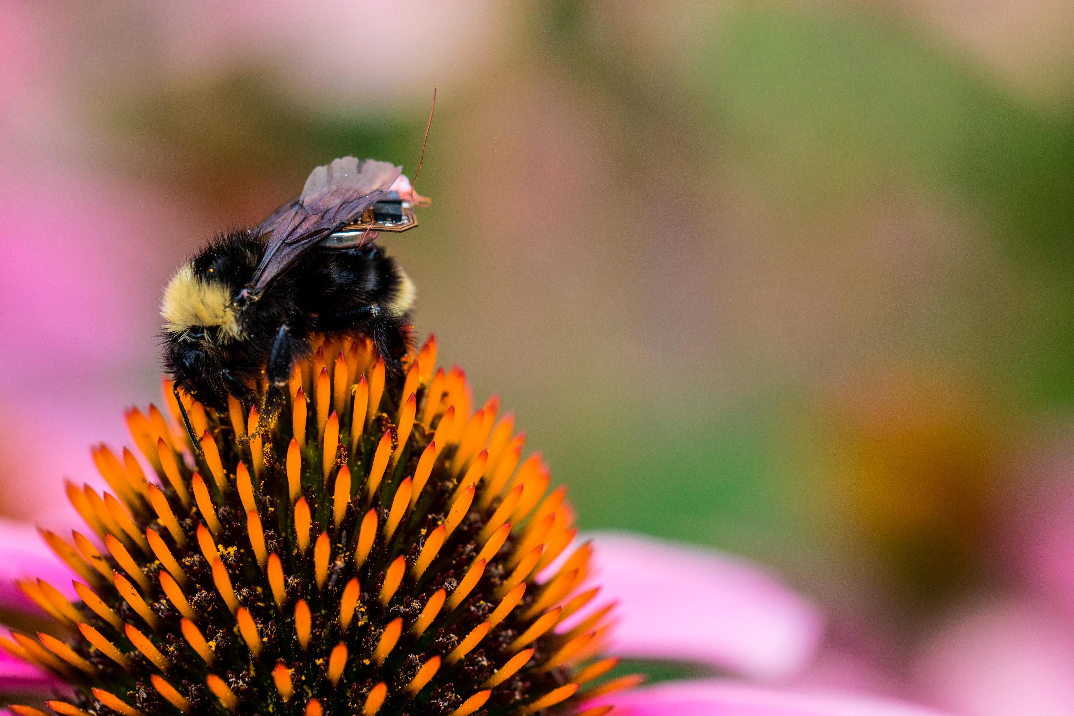 7 Plants to Attract Bumble Bees to the Garden - Minnesota State