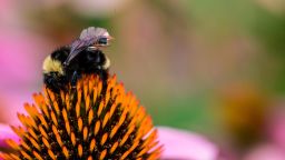 Caption: Computer scientists and engineers at the University of Washington have created a sensor package that is small enough to ride aboard a bumblebee.Credit: Mark Stone/University of Washington