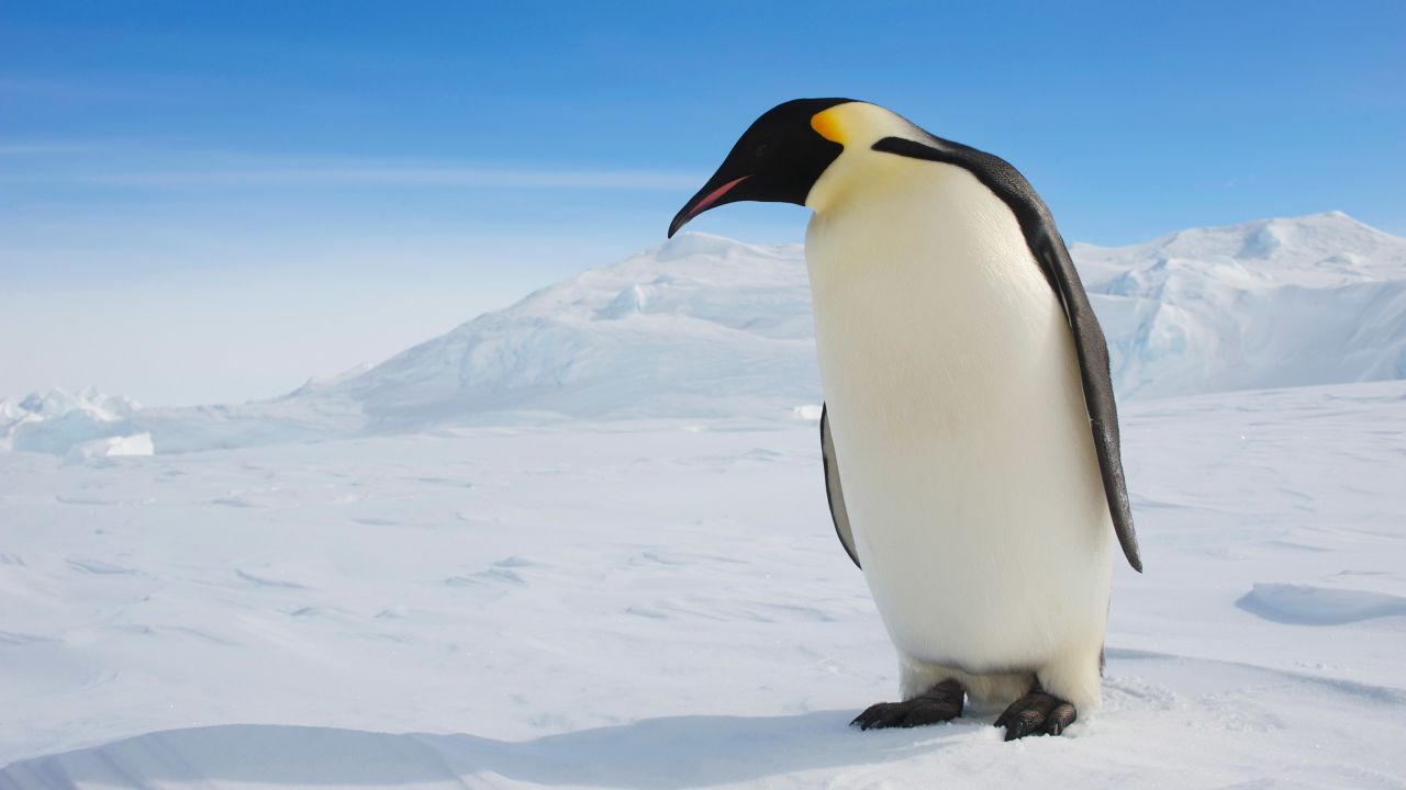 Climate change makes emperor penguins vulnerable due to loss of their breeding habitat.