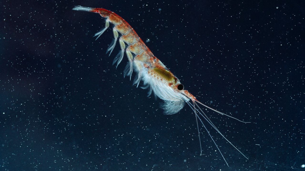 Krill have lived in the cold seas of Antarctica for the past 20 to 30 million years and serve as some of the most plentiful food there, but they are threatened by climate change. Animals that rely on krill, like the Adelie penguin, are in trouble.
