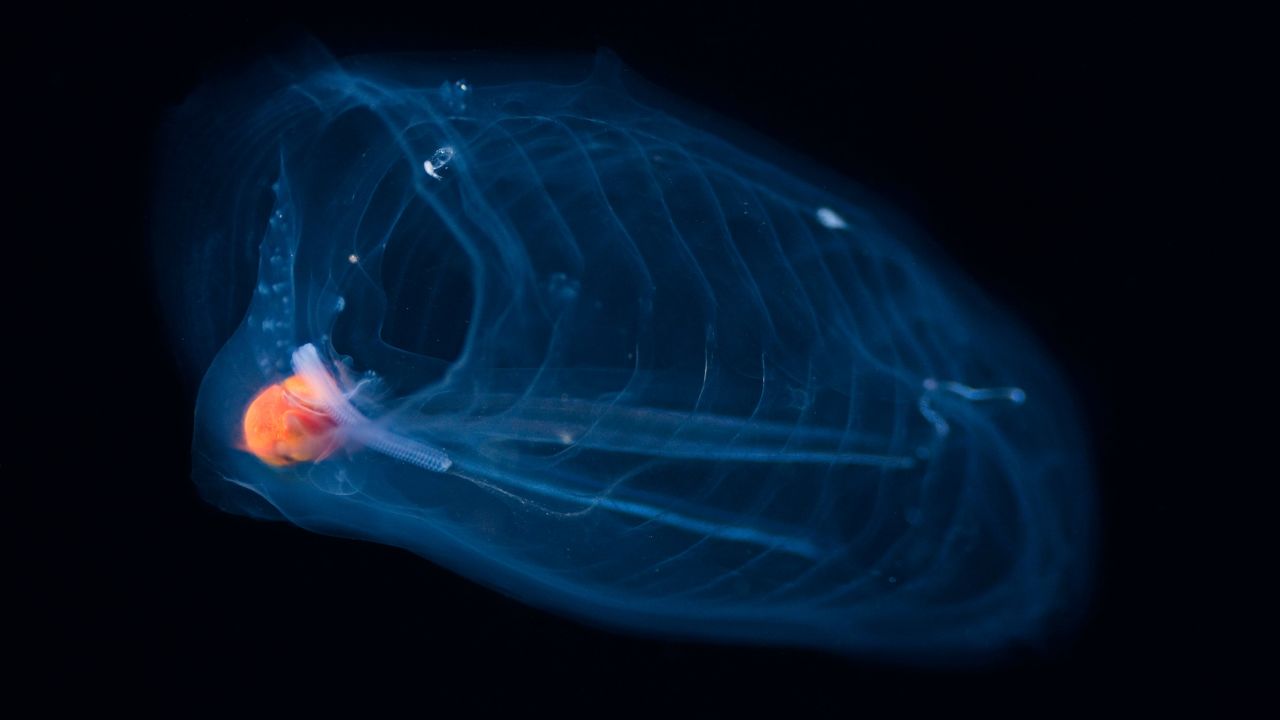 Salp, barrel-shaped gelatinous-bodied creatures move by contracting water through their bodies. With the open water created through climate change, they may benefit.