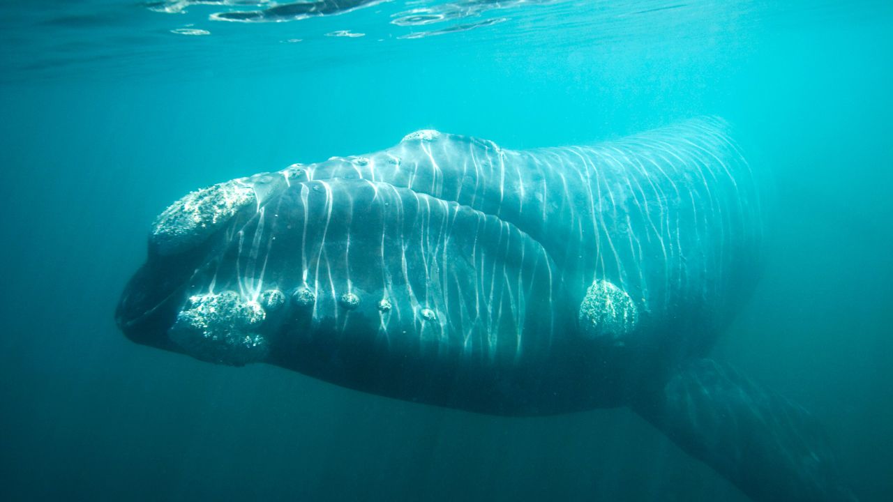 The southern right whale that feed on copepods may be one of the species that benefits from the increase in open water due to climate change.