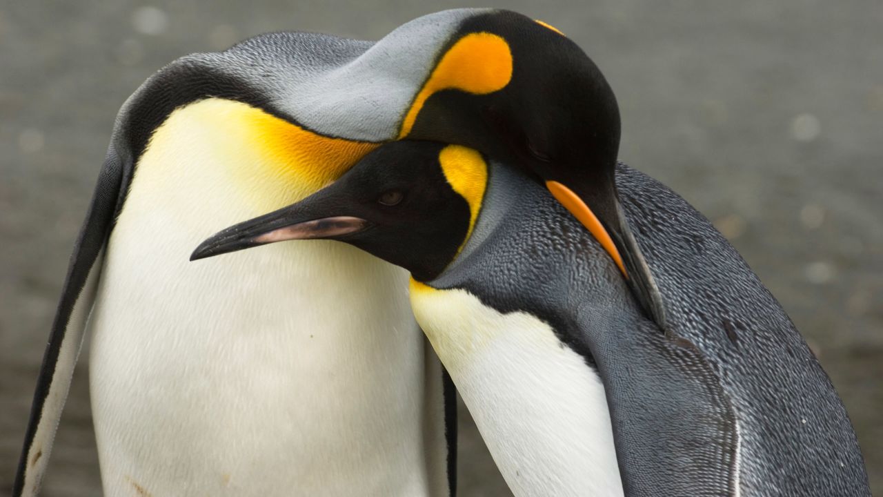 The king penguin is a fish feeder, rather than one that eats krill. It could benefit from the reduced sea ice and collapse of sea ice shelves that come with climate change. 