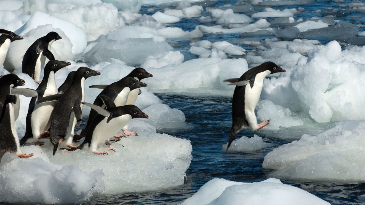 Adelie penguins are vulnerable due to the sea ice depletion caused by climate change and a decline in krill. 