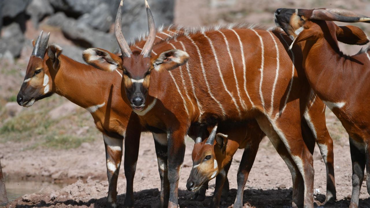 A bongo antelope.