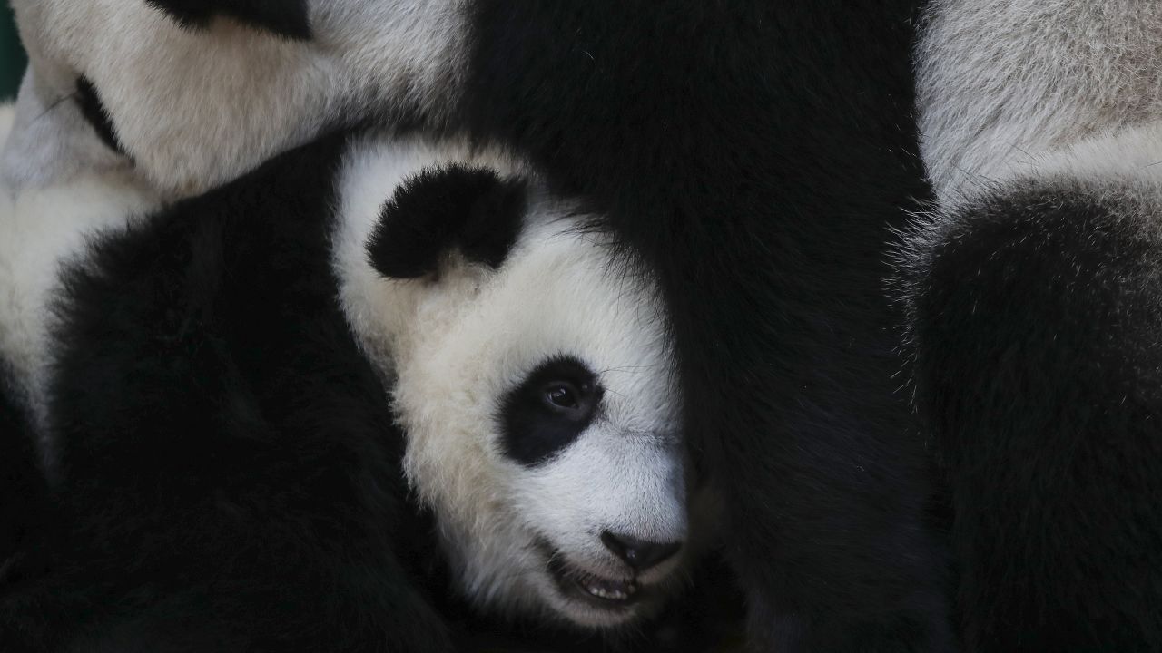 A baby panda cuddles its mother, Liang Liang, at the National Zoo in Kuala Lumpur, Malaysia, on Monday, January 14. Liang Liang gave birth to her second baby in January 2018.
