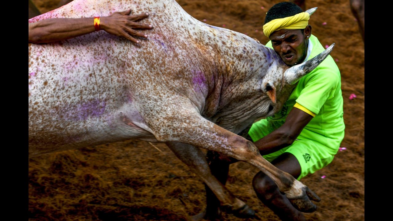 A participant is hit by a charging bull at the annual bull wrestling event "Jallikattu" in Madurai, India, on Thursday, January 17.