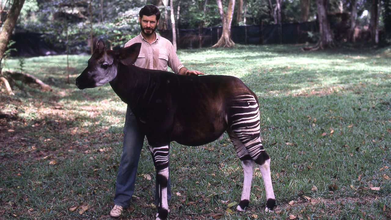 Top: John Lukas at the reserve in the early years. Below: With an okapi, when they were still kept at the Epulu station.