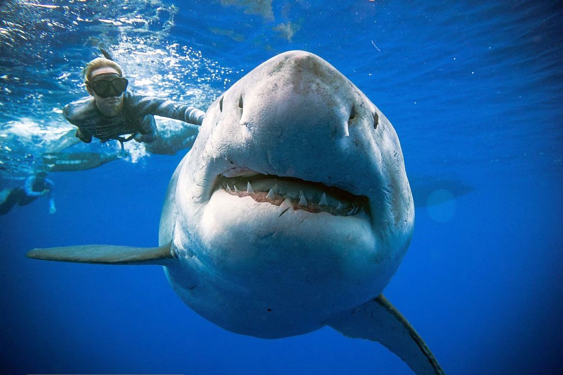 Ocean Ramsey swims next to the great white, believed to be Deep Blue.
