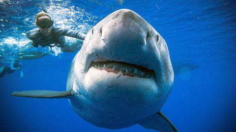 02 great white shark hawaii 0115
