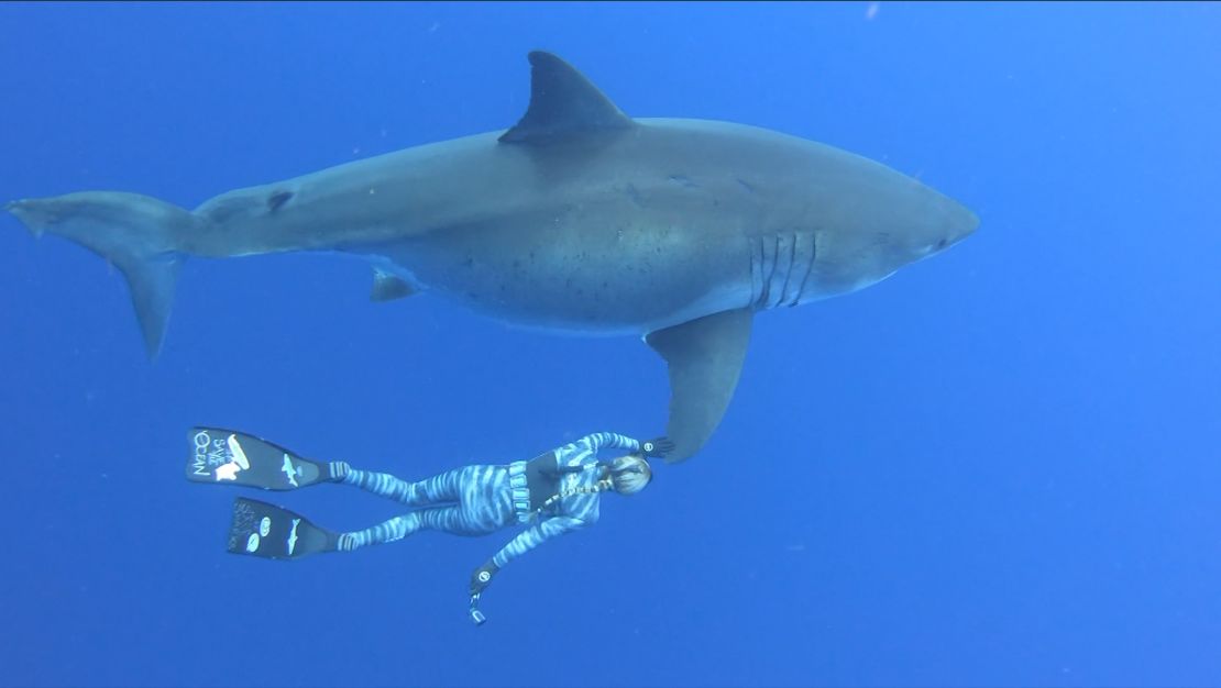 Diver Ocean Ramsey swims alongside the shark.
