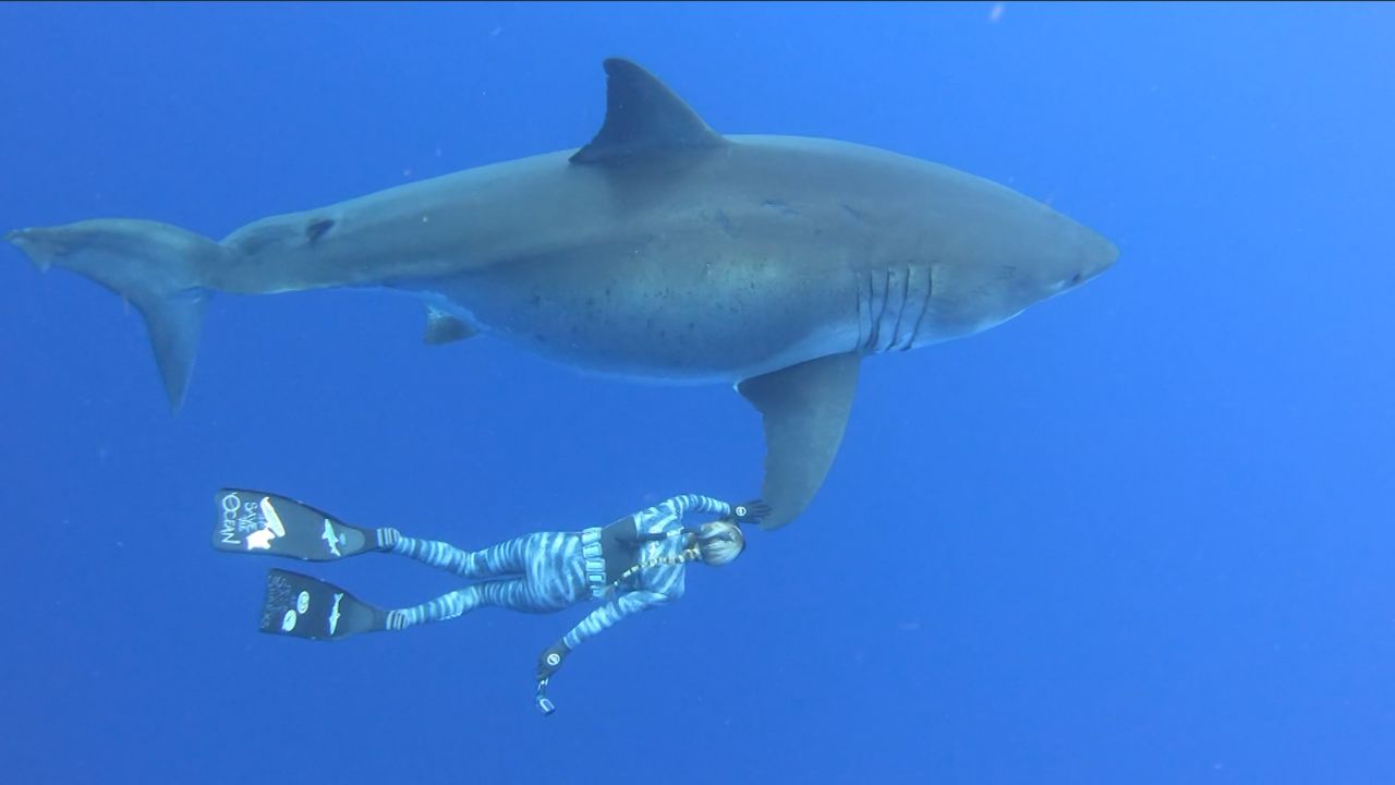 Diver Ocean Ramsey swims with a great white shark.