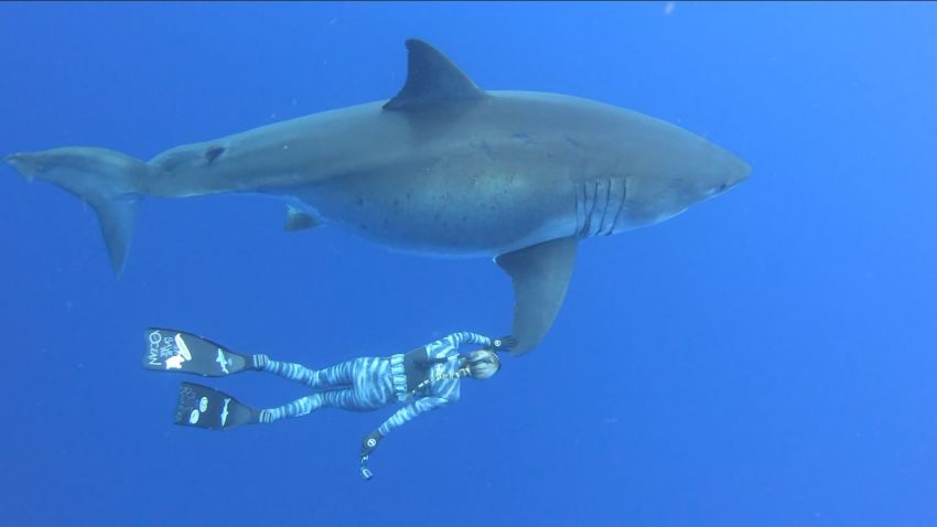 Diver Ocean Ramsey swims with a great white shark.