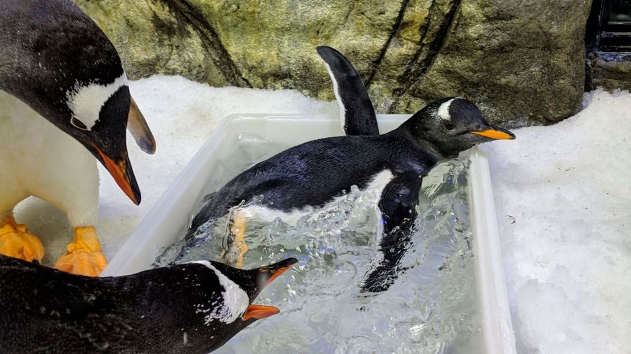 <strong>Swimming star:</strong> The three-month-old penguin is receiving swimming lessons and she's successfully learned to dive.