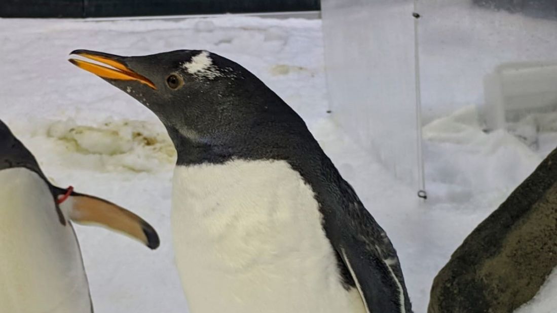 <strong>Love story</strong>: "We've loved how engaged and interested the visitors from all over the world are, having followed the love story of Sphen and Magic," Laetitia Hannan, penguin keeper at the aquarium, tells CNN Travel.