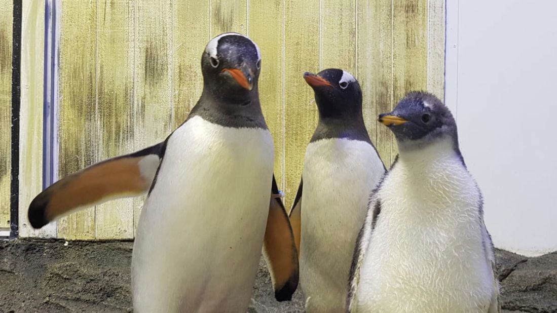 <strong>Female penguin: </strong>Sydney's Sea Life Aquarium has  revealed that Baby Sphengic, pictured with her parents, is a female. It takes experts a couple of months -- and a blood test -- to determine the gender of a penguin, as the sexes closely resemble one another.