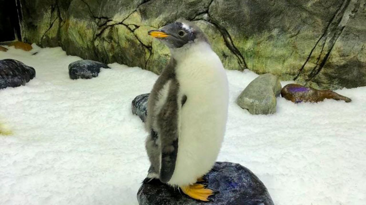 <strong>Baby Sphengic:</strong> Meet Baby Sphengic, the adopted child of Sphen and Magic, the same-sex penguin couple based at Sydney's Sea Life Aquarium. 