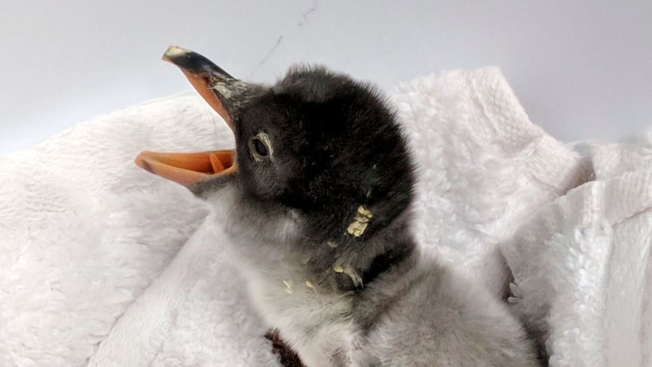 <strong>Fluid gender roles:</strong> Keepers need to know the sex of a penguin to monitor population, but gender roles in penguins aren't clearly defined. Pictured here: Baby Sphengic when she first hatched.