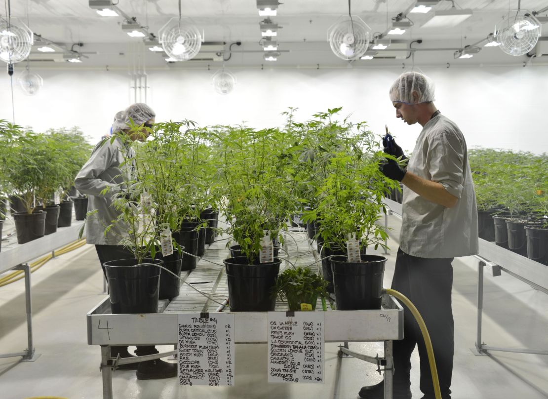 Workers harvest cannabis plants in July 2018 at a facility operated by Canopy Growth in Smith Falls, Ontario.