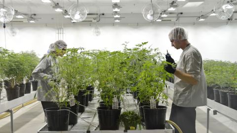 Workers harvest cannabis plants in July 2018 at a facility operated by Canopy Growth in Smith Falls, Ontario.