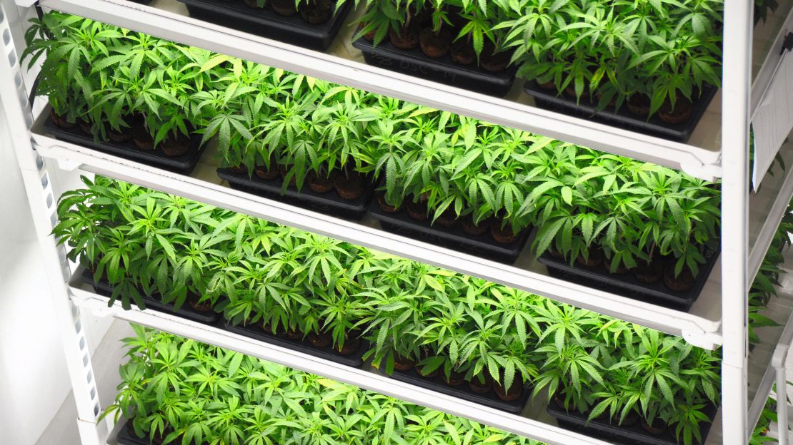 Marijuana plants are seen at the Canopy Grown cannabis factory in Smiths Falls, Canada.