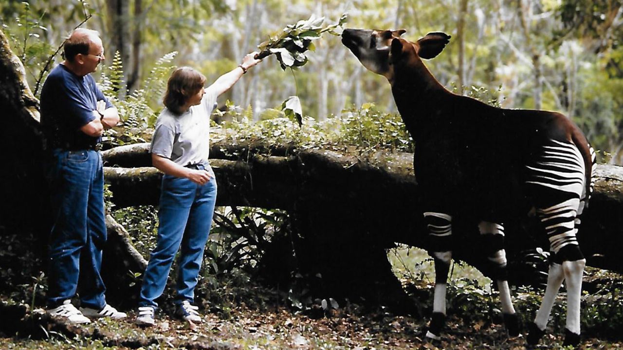 Rosmarie and Karl Ruf feeding an okapi.