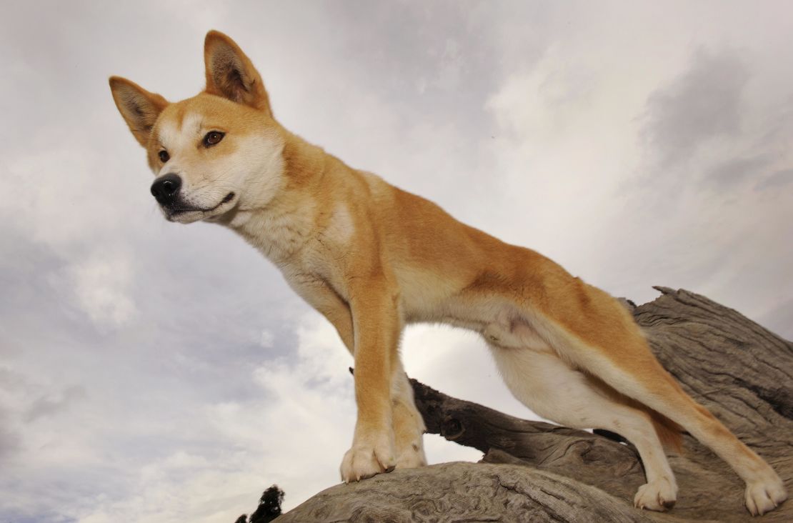 A dingo stands in an enclosure at the Dingo Discovery and Research Centre at the Toolern Vale in rural Victoria in 2009.