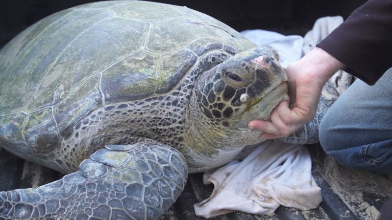 Dozens Of Injured Turtles Wash Up On Israel’s Beaches | CNN