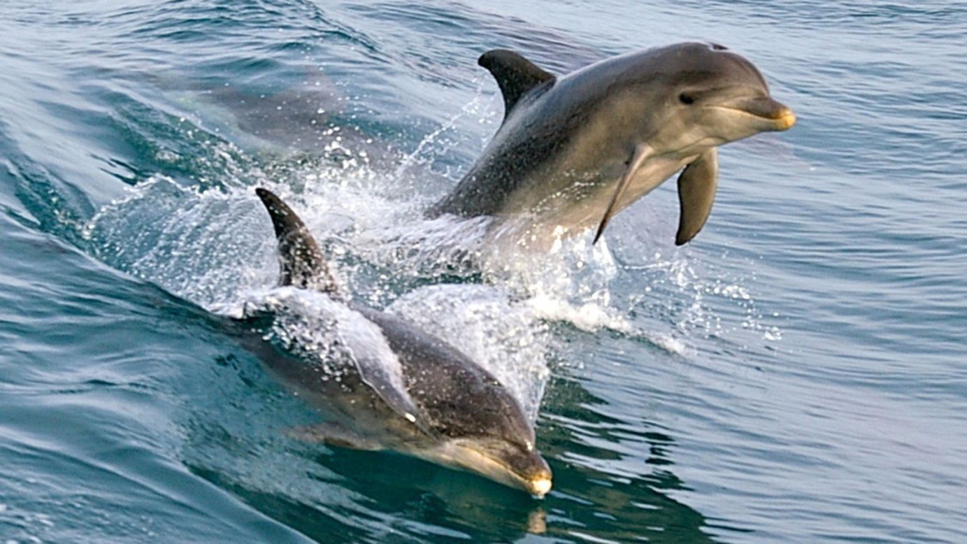 <strong>Port Phillip Bay: </strong>Mornington is a popular destination for dolphin- and whale-watching. Visitors can either book a licensed cruise or a snorkeling tour to see the mammals.
