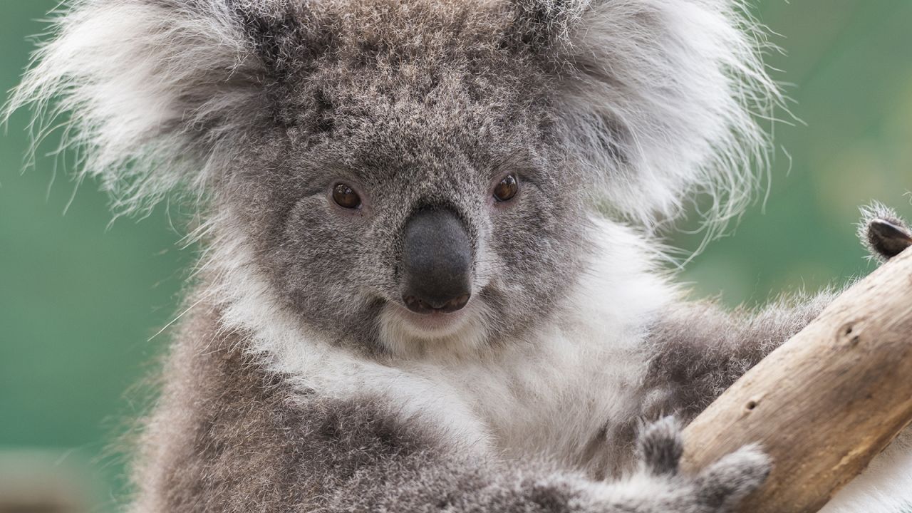Moonlit Sanctuary, at the top of the Mornington Peninsula, is home to more than 10,000 native Australian trees and plants as well as more than 30 animal enclosures.