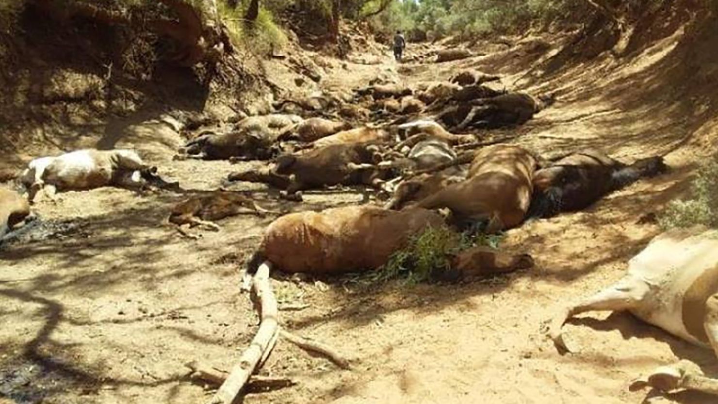 The bodies of dozens of wild horses were found in a dried-up waterhole in Northern Territory, Australia. 