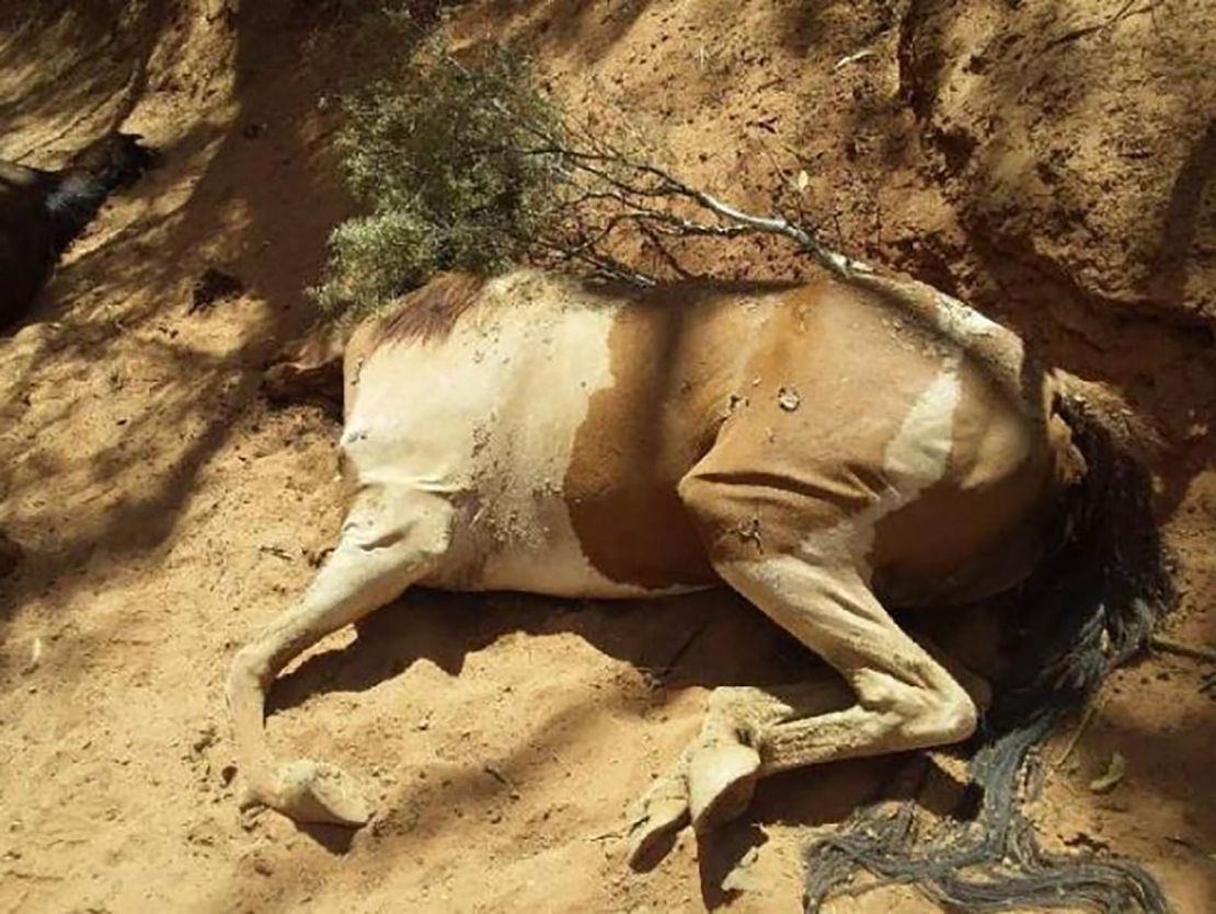 Dead feral horses were found in a dried-up waterhole in the Northern Territory, Australia.