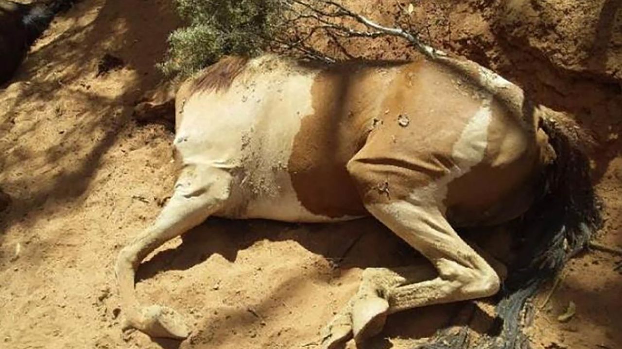 Dead feral horses were found in a dried-up waterhole in the Northern Territory, Australia.