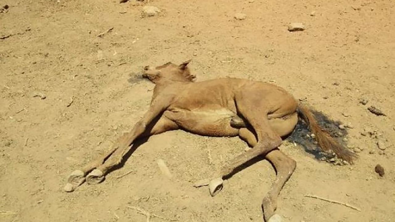 Local officials plan to euthanize a further 120 camels, horses and donkeys.