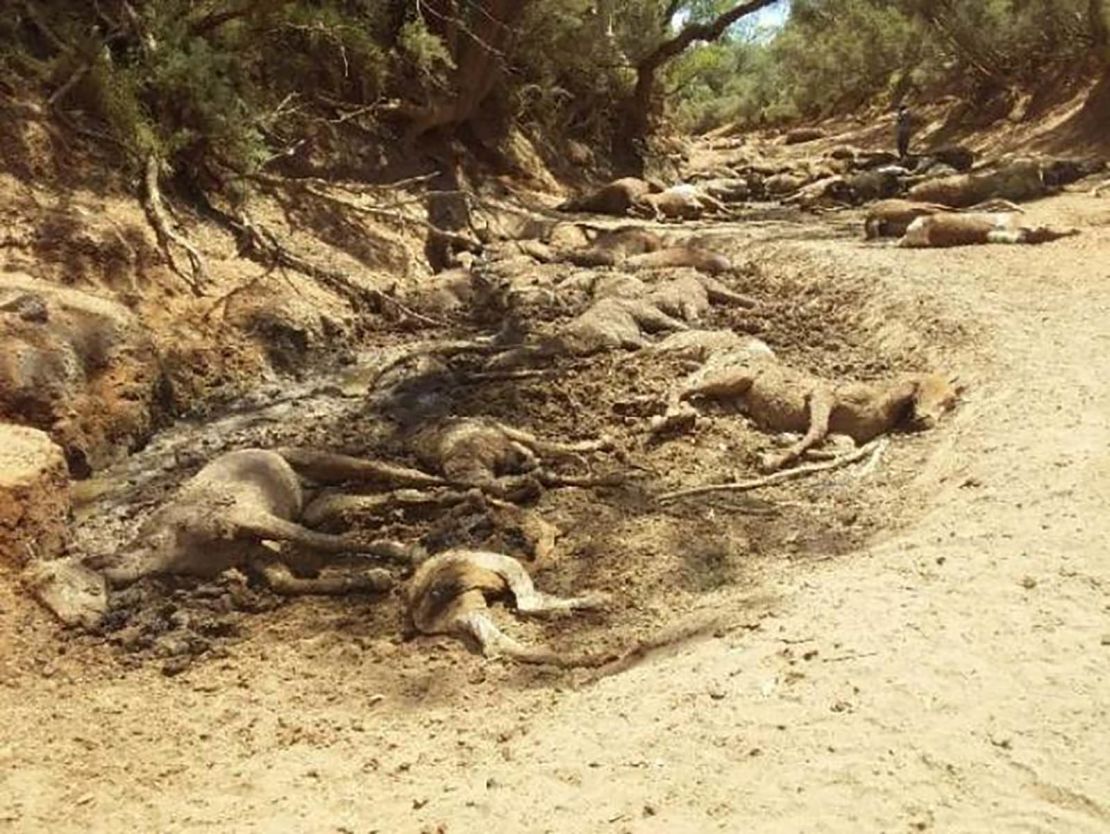 The wild horses died of thirst.