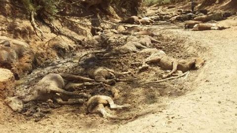 Dozens of wild horses die of thirst in Australia's heat wave | CNN