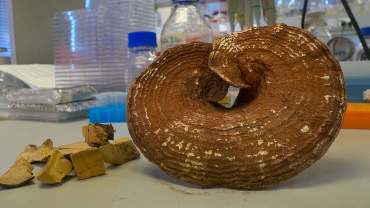 The lingzhi mushroom is believed to help immune function.