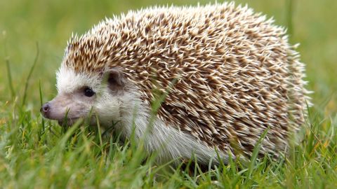 Eleven people are sick with salmonella from pet hedgehogs