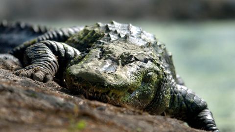  This crocodile's ancestors enjoyed some nice leaves rather than meat.