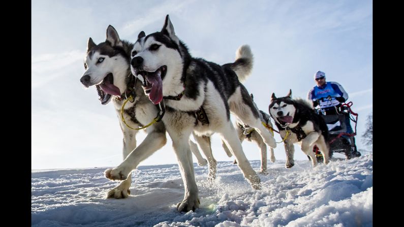 Dogs speed through the Czech snow Friday, January 25, during the Sedivackuv Long dog-sled race.