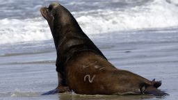FILE - In this March 14, 2018 file photo, a California sea lion designated #U253 heads towards the Pacific Ocean after being released in Newport, Ore. A bill making it easier to kill sea lions that feast on imperiled salmon in the Columbia River has cleared the U.S. Senate. The measure would allow a more streamlined process for Washington, Idaho, Oregon and several Pacific Northwest tribes to capture and euthanize sea lions. The bill sponsored by Idaho Sen. Jim Risch and Washington Sen. Maria Cantwell cleared the Senate Thursday, Dec. 6.  It's similar to legislation that the U.S. House passed in June. (AP Photo/Don Ryan, File)