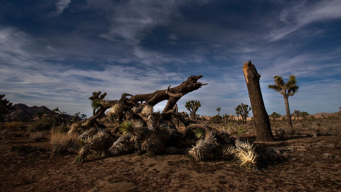 A Joshua Tree was vandalized at Joshua Tree National Park during the shutdown.