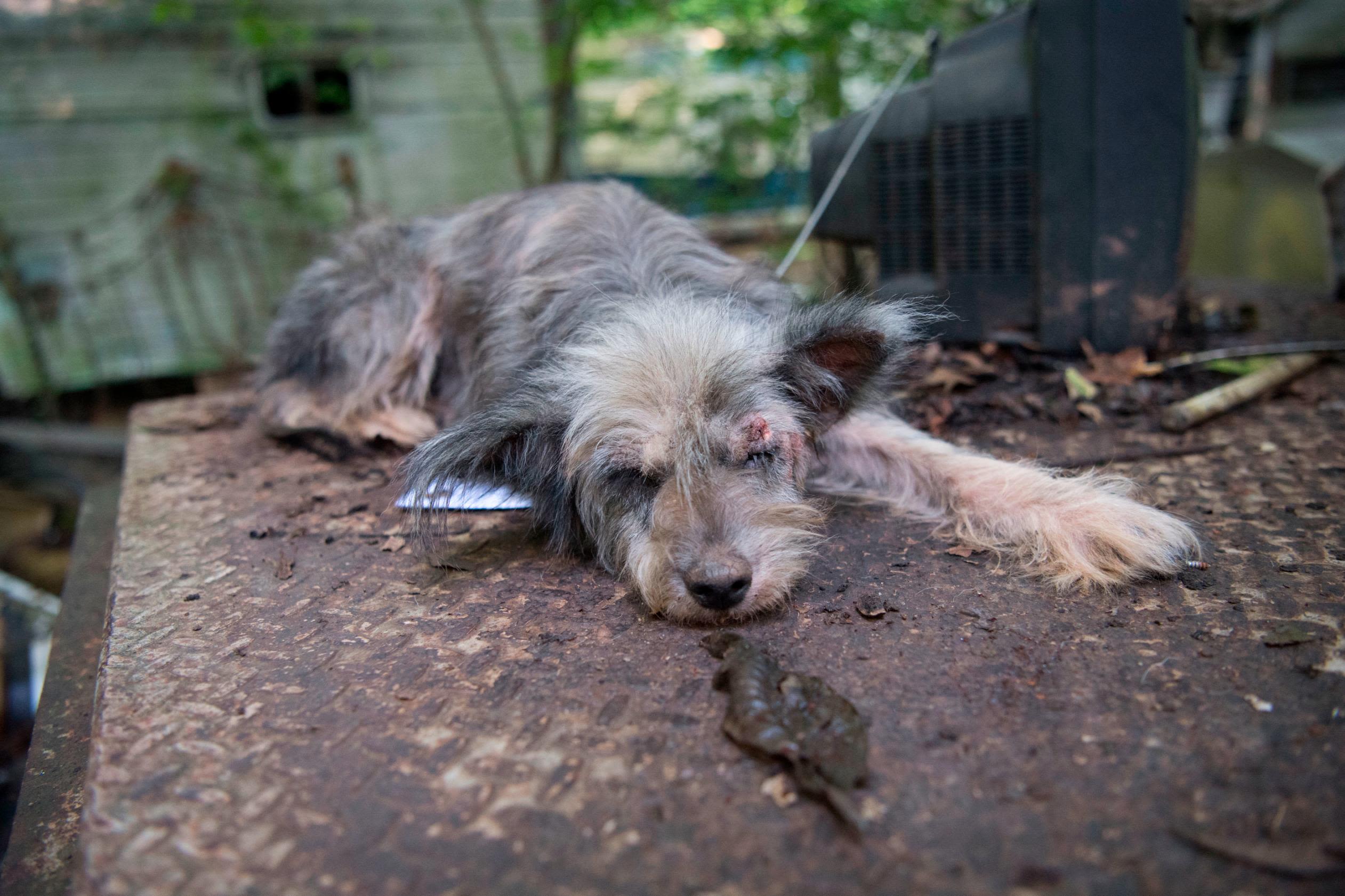 A proposed bill will make animal cruelty a federal felony | CNN