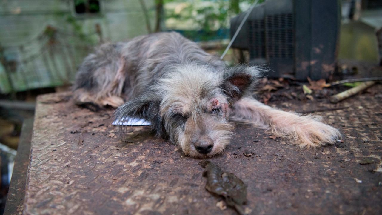 One of more than 60 dogs in a suspected cruelty case in Jefferson County, Arkansas, in 2016.