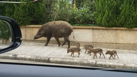 Experts warn never to approach boar piglets because the mother might become aggressive.