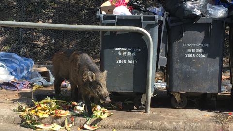 A wild boar raids garbage bins and finds some delicious watermelon rinds.